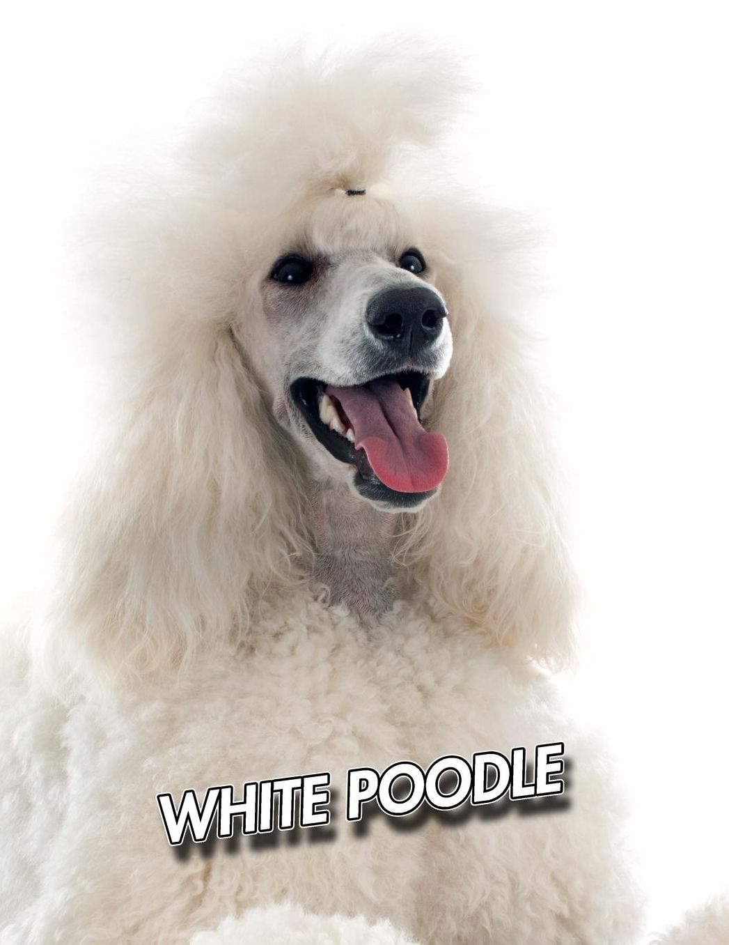 White Poodle: Blank Sheet Music 150 pages 8.5 x 11 in. 12 Staves Per Page Music Staff Composition Notation Songwriting Staff Manuscript