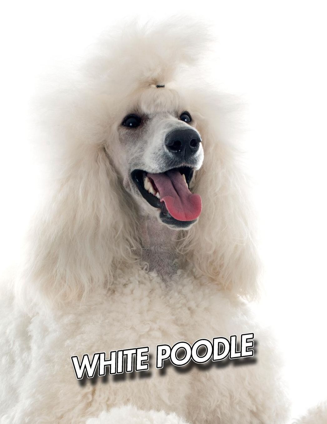White Poodle: Weekly Calendar July 2019 - December 2021 30 Months 131 pages 8.5 x 11 in. Planner Diary Organizer Agenda Appointment To-Do Soft Cover