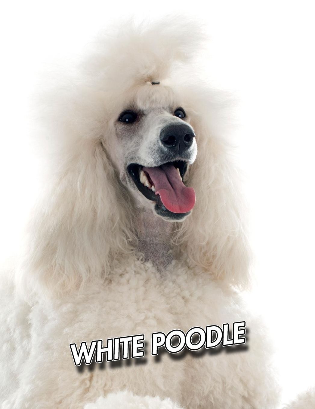 White Poodle: 2020 Weekly Calendar 12 Months 107 pages 8.5 x 11 in. Planner Diary Organizer Agenda Appointment Half Spread Blank Pages