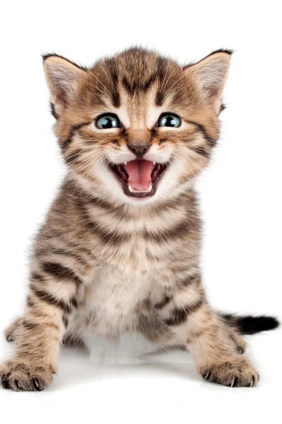 Cute Kitten: Blank Sheet Music 150 pages 6 x 9 in. 11 Staves Per Page Music Staff Composition Notation Songwriting Staff Manuscript