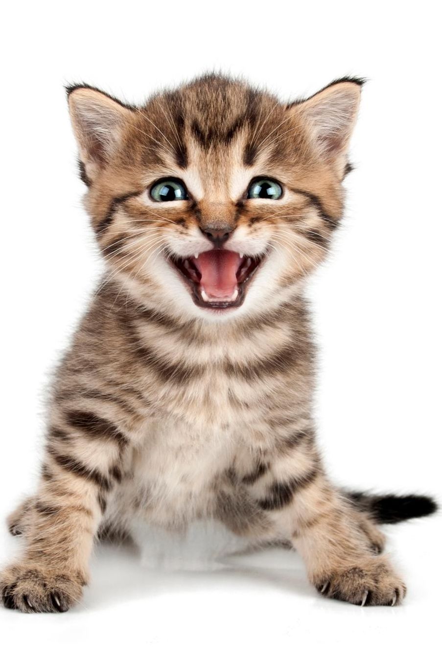 Cute Kitten: Composition Book 150 pages 6 x 9 in. Wide Ruled Writing Notebook Lined Paper Soft Cover Plain Journal