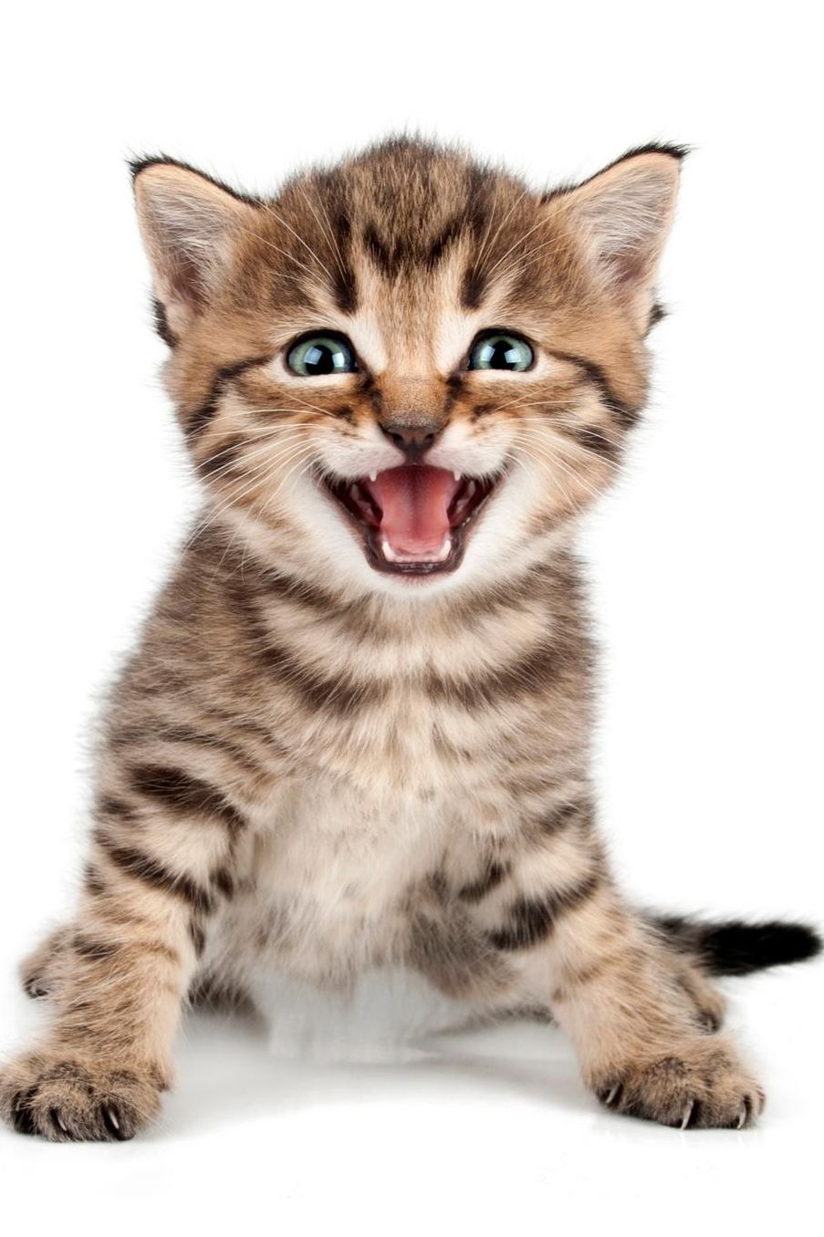 Cute Kitten: 2020 Weekly Calendar 12 Months 107 pages 6 x 9 in. Planner Diary Organizer Agenda Appointment Half Spread Blank Pages