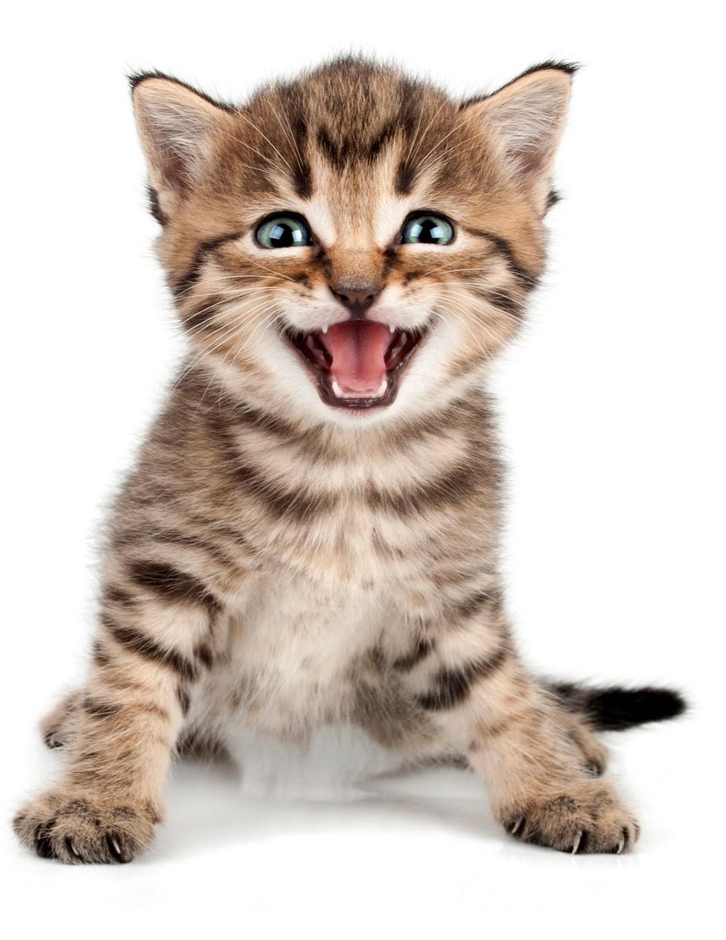 Cute Kitten: Unlined Notebook 150 Blank Pages 8.5 x 11 in. Sketchbook Multi-Purpose Unruled Journal Plain Diary Agenda Composition Book Drawing Book