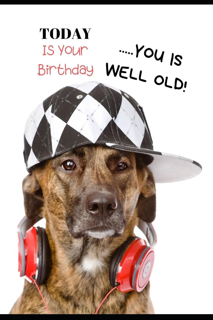Today Is Your Birthday......You Is Well Old: Funny Birthday Greetings Birthday Card & Perfect Gift/Present In One. Cool Dog Themed Cover. For Men & Women Coworker Boss Middle Age Niece Student Teens & All Ages Young People. With Undated Diary/Planner