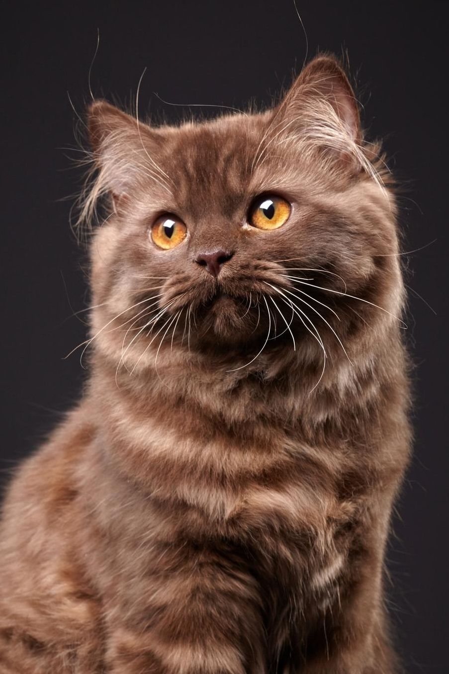Brown British Longhair: Young Cat 2020 Weekly Calendar 12 Months 107 pages 6 x 9 in. Planner Diary Organizer Agenda Appointment Half Spread Wide Ruled Pages