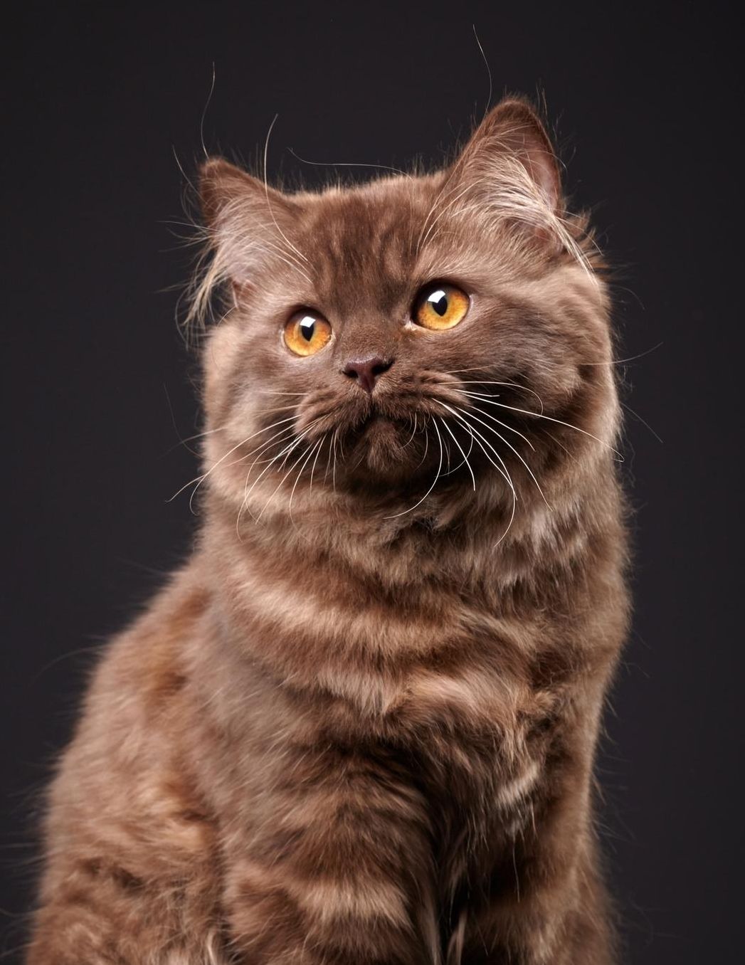 Brown British Longhair: Young Cat Unlined Notebook 150 Blank Pages 8.5 x 11 in. Sketchbook Multi-Purpose Unruled Journal Plain Diary Agenda Composition Book Drawing Book