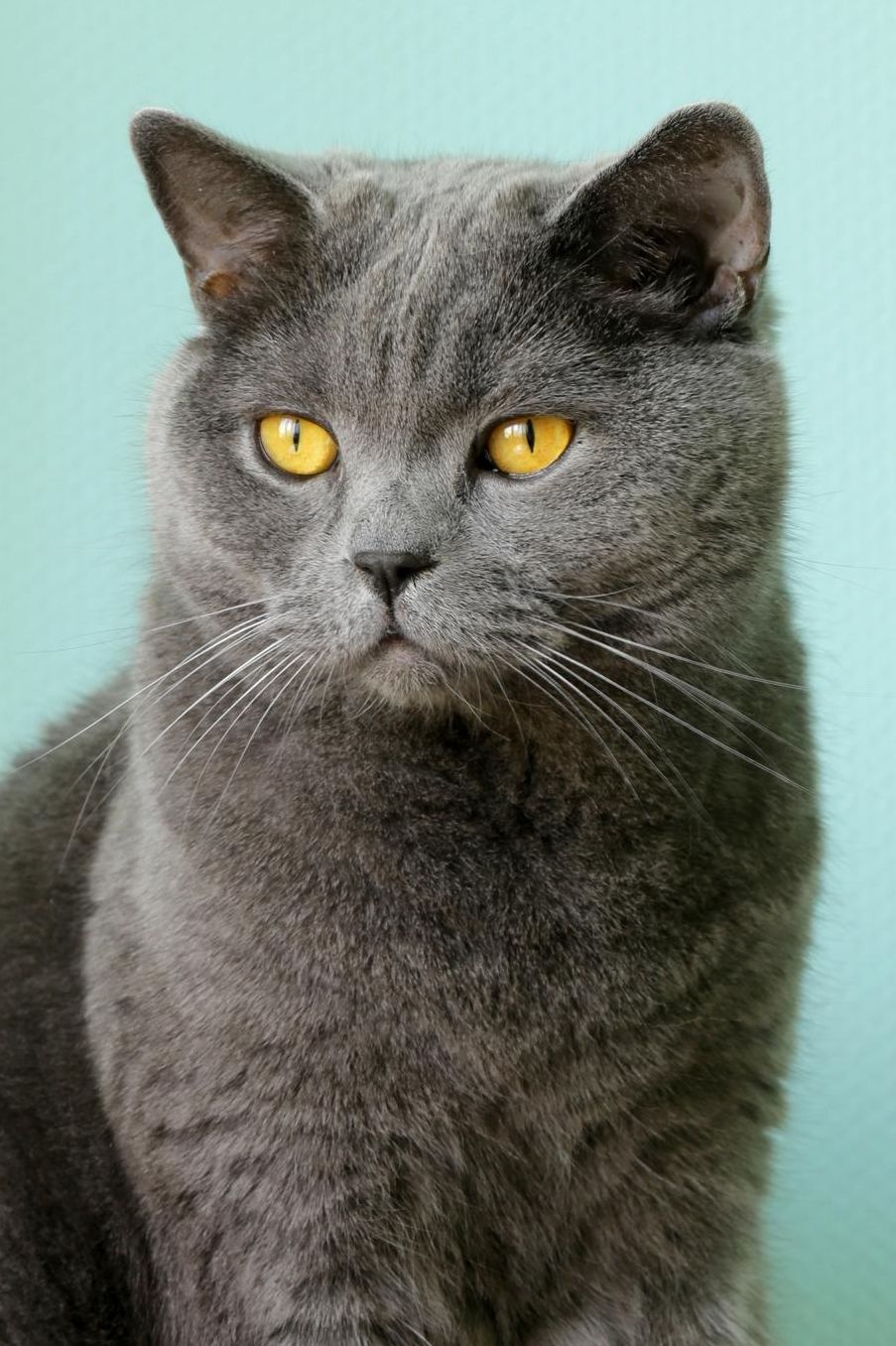 British Shorthair: Cat Blank Sheet Music 150 pages 6 x 9 in. 11 Staves Per Page Music Staff Composition Notation Songwriting Staff Manuscript