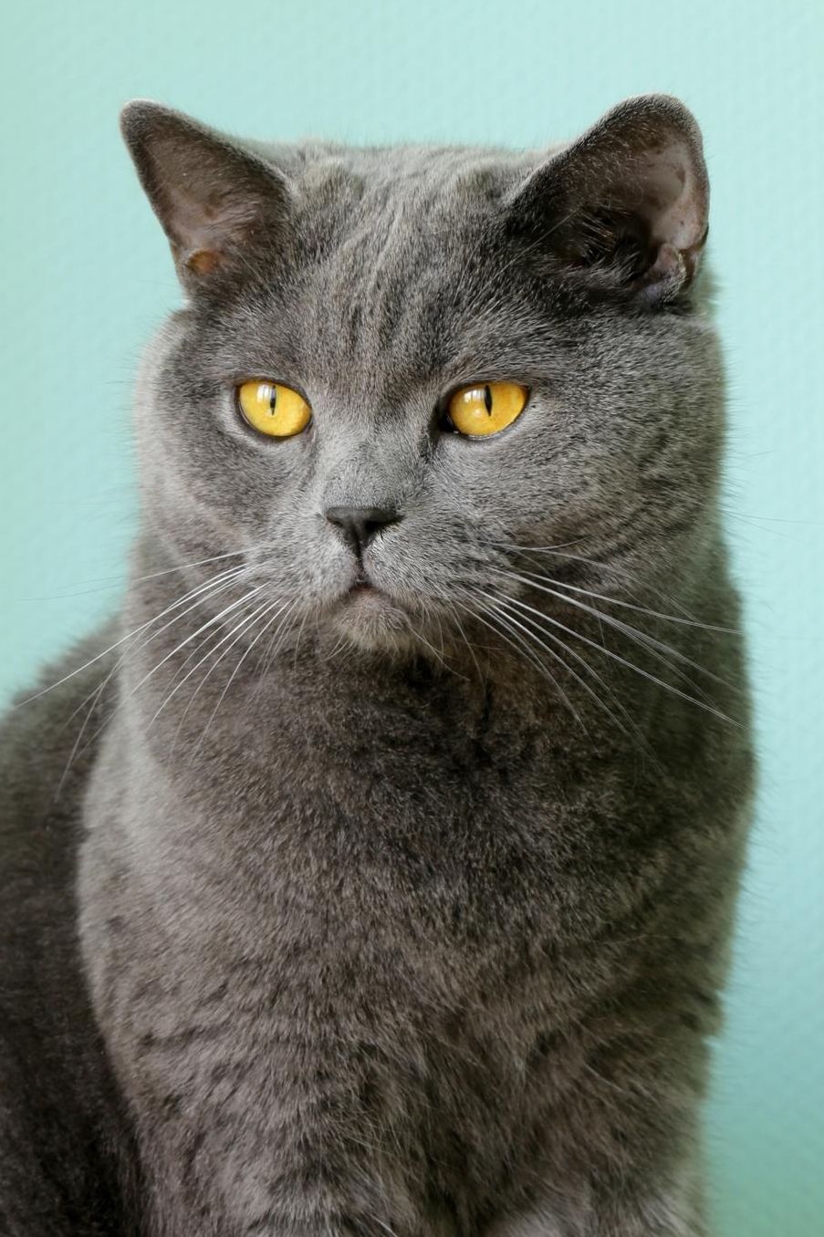 British Shorthair: Cat Composition Book 150 pages 6 x 9 in. College Ruled Writing Notebook Lined Paper Soft Cover Plain Journal