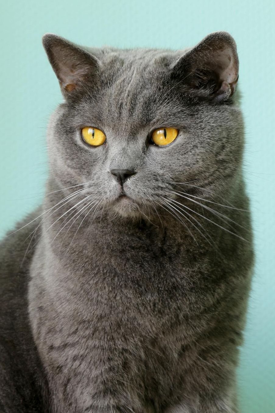British Shorthair: Cat 2020 Weekly Calendar 12 Months 107 pages 6 x 9 in. Planner Diary Organizer Agenda Appointment Half Spread Blank Pages