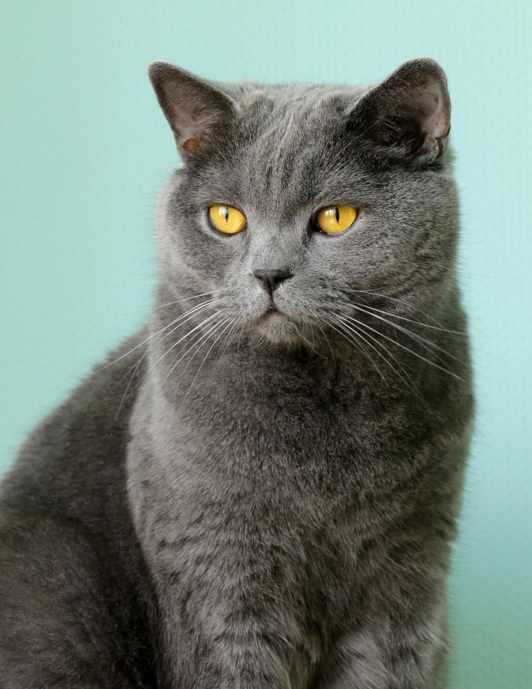 British Shorthair: Cat Weekly Calendar July 2019 - December 2021 30 Months 131 pages 8.5 x 11 in. Planner Diary Organizer Agenda Appointment To-Do Soft Cover