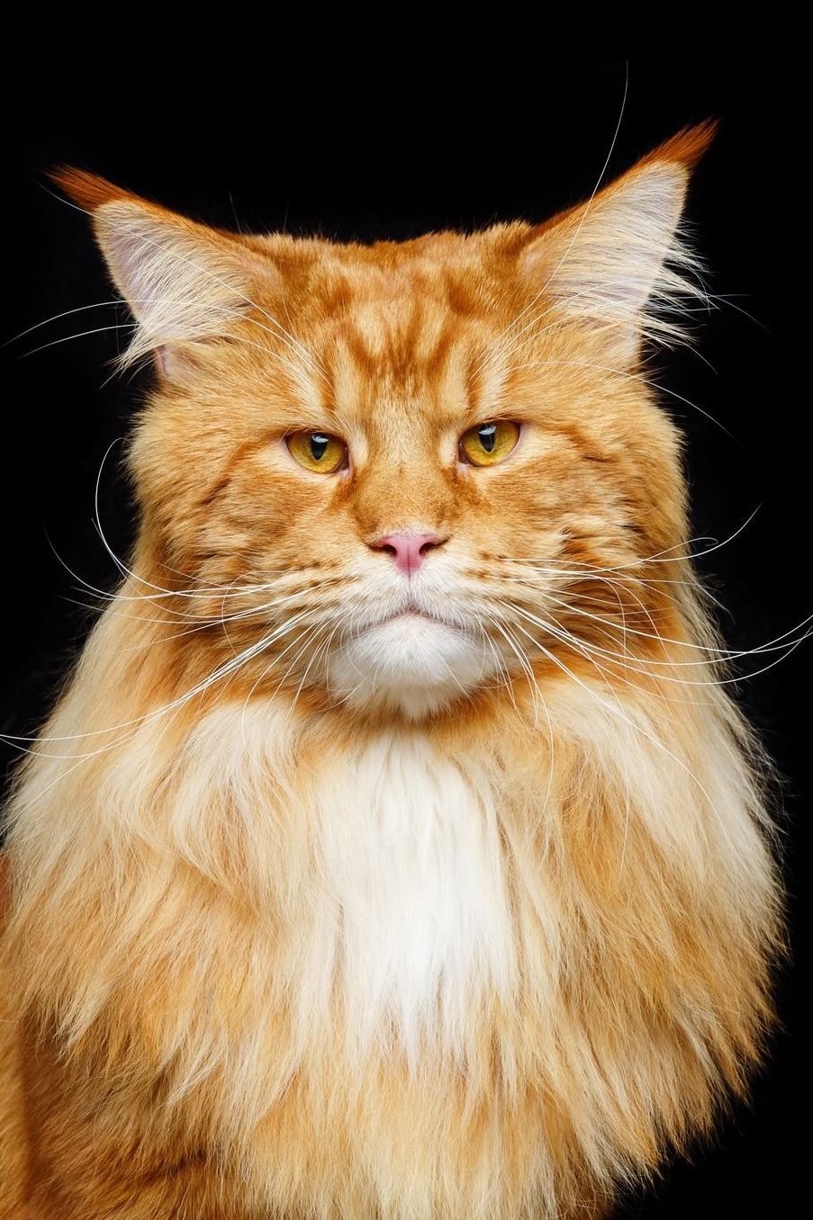 Maine Coon: Cat Blank Sheet Music 150 pages 6 x 9 in. 11 Staves Per Page Music Staff Composition Notation Songwriting Staff Manuscript