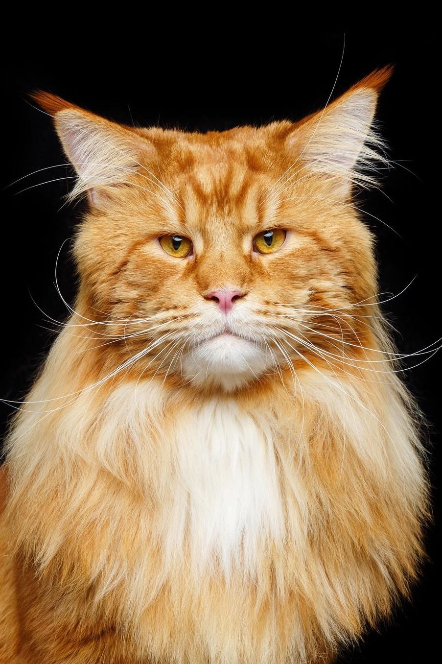Maine Coon: Cat 2020 Weekly Calendar 12 Months 107 pages 6 x 9 in. Planner Diary Organizer Agenda Appointment Half Spread Wide Ruled Pages