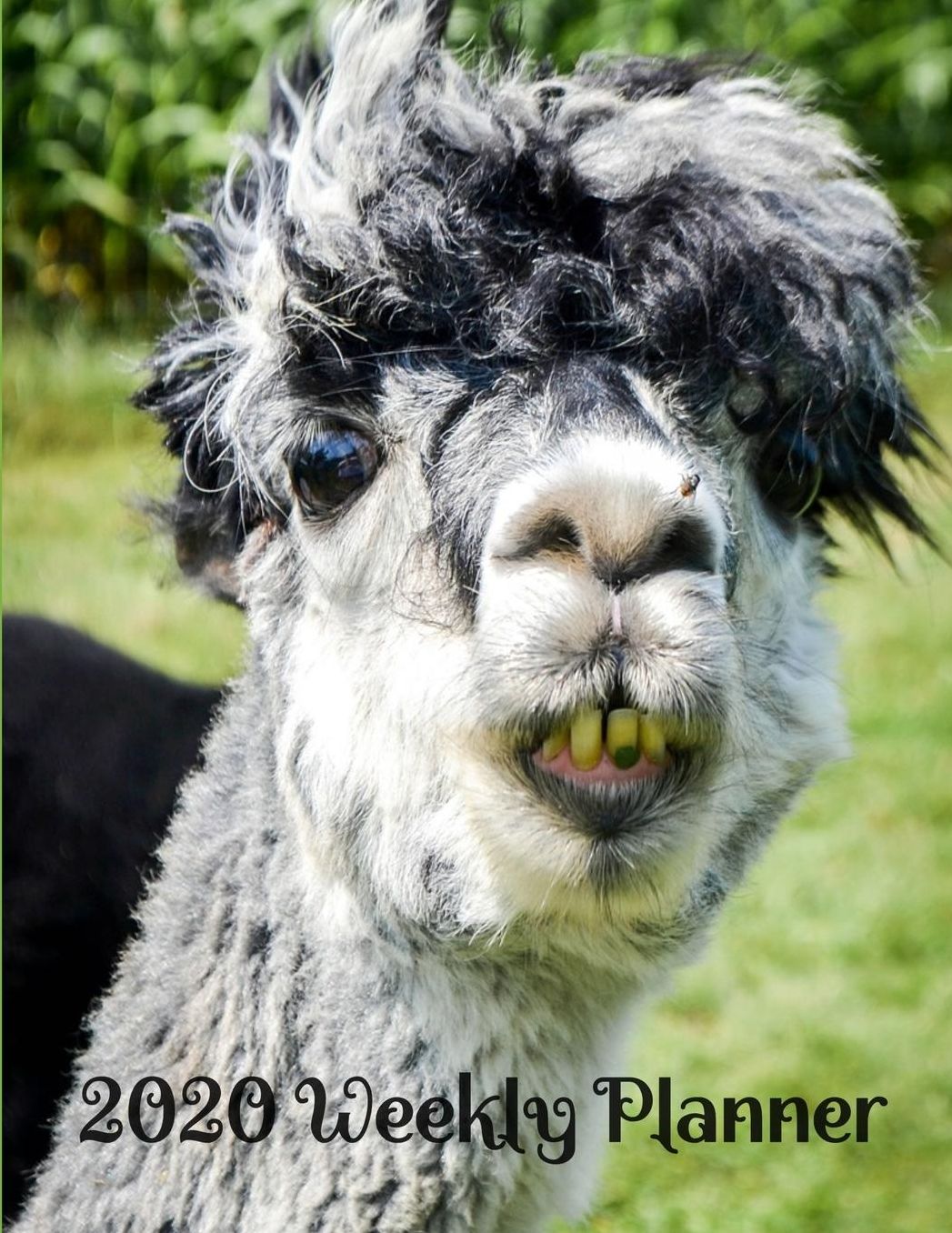 2020 Weekly Planner: The perfect funny llama calendar notebook to jot down appointments, things to do or lists.