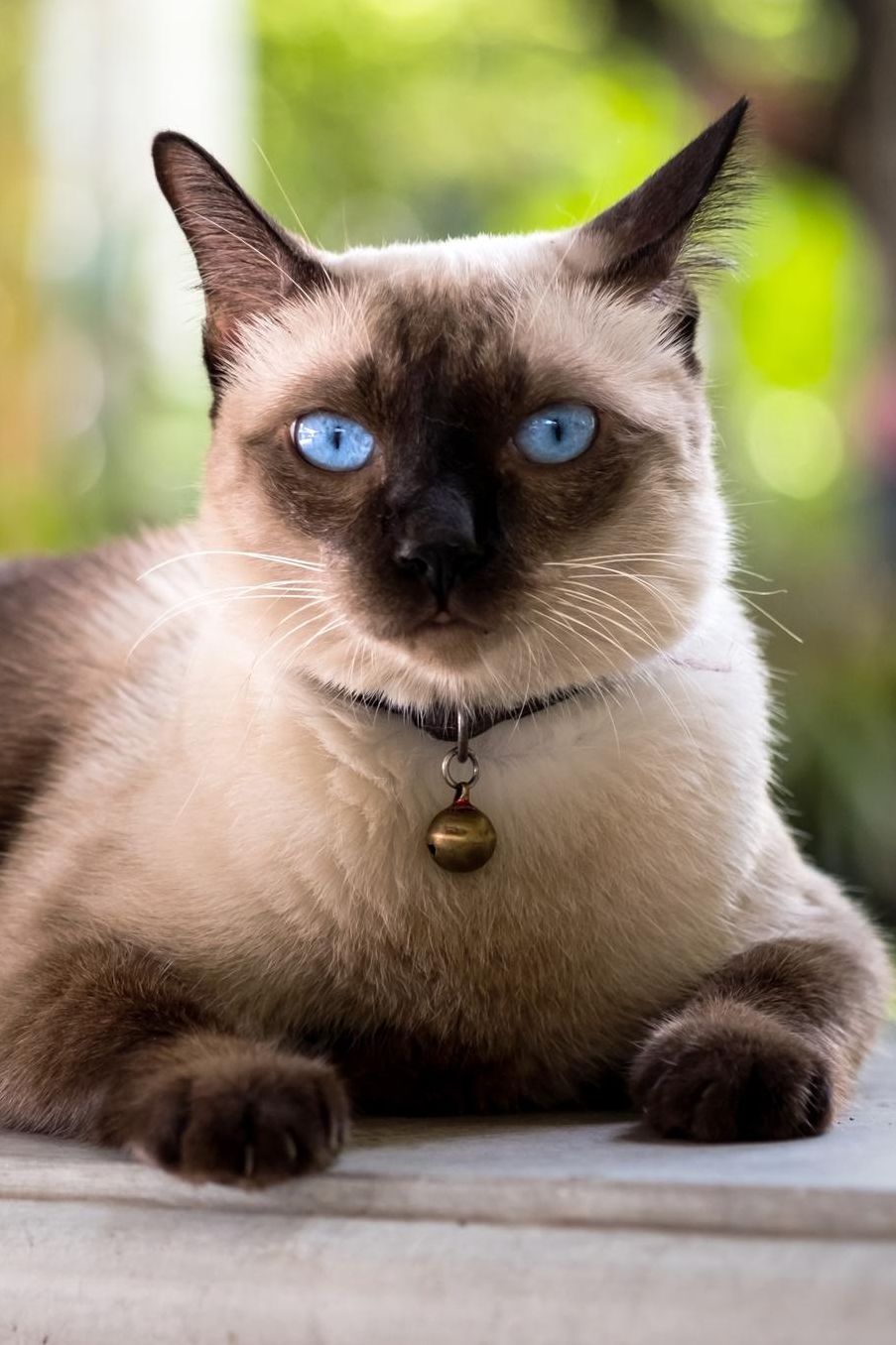 Siamese: Cat Unlined Notebook 150 Blank Pages 6 x 9 in. Sketchbook Multi-Purpose Unruled Journal Plain Diary Agenda Composition Book Drawing Book