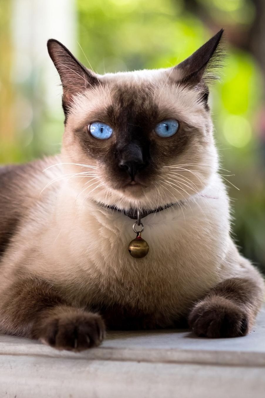 Siamese: Cat 2020 Weekly Calendar 12 Months 107 pages 6 x 9 in. Planner Diary Organizer Agenda Appointment Half Spread Wide Ruled Pages
