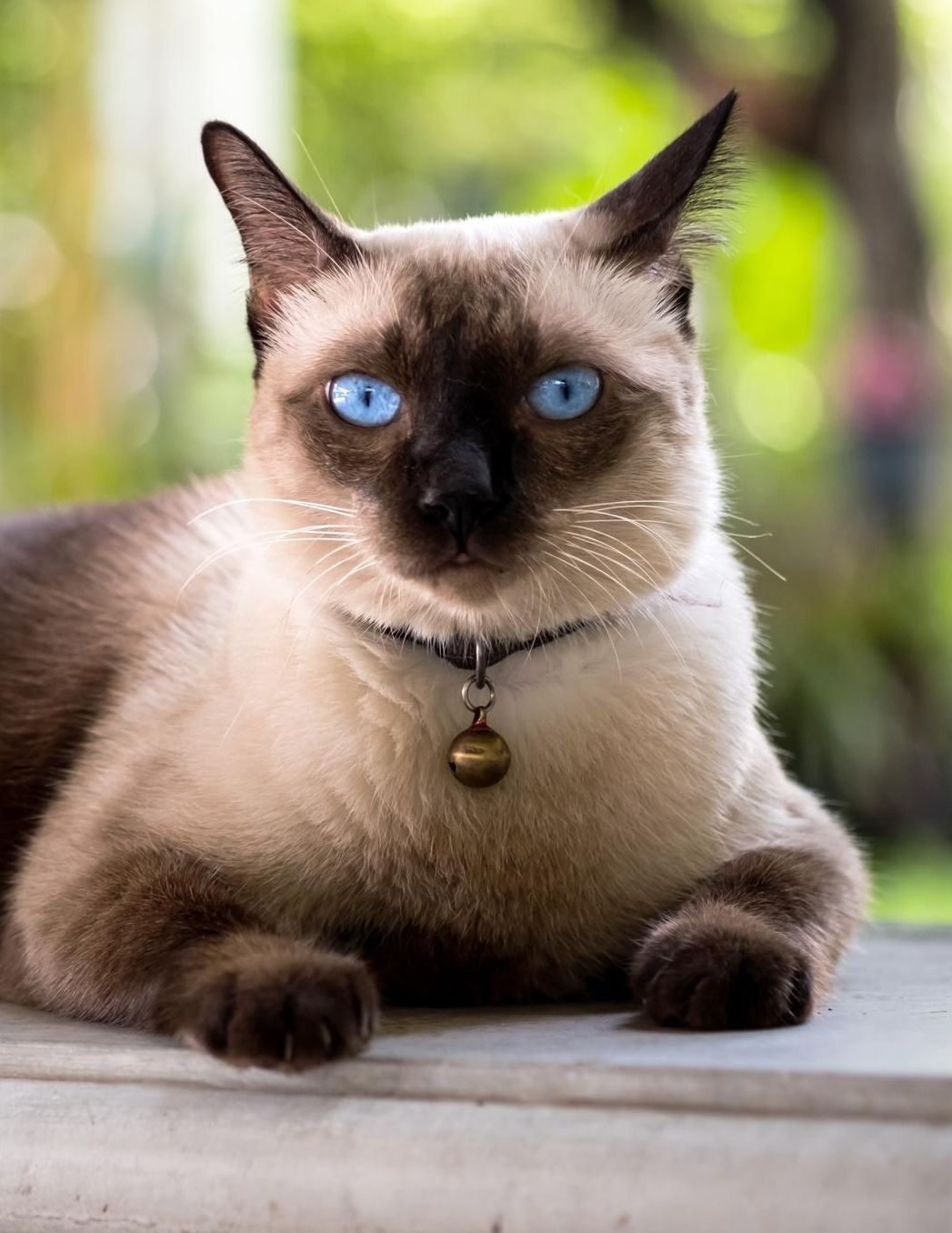 Siamese: Cat Unlined Notebook 150 Blank Pages 8.5 x 11 in. Sketchbook Multi-Purpose Unruled Journal Plain Diary Agenda Composition Book Drawing Book