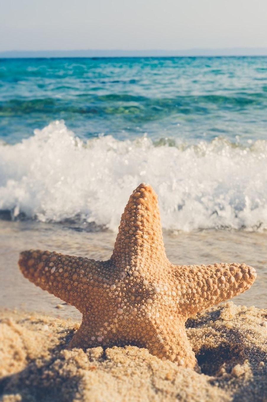 Starfish on the Shore Journal: 150 Page Lined Notebook/Diary