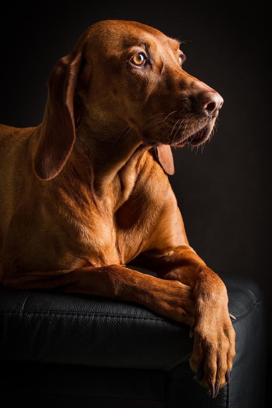Elegant Vizsla Dog Journal: 150 Page Lined Notebook/Diary