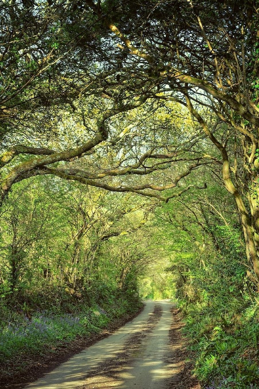 A Forest Path Journal: 150 Page Lined Notebook/Diary