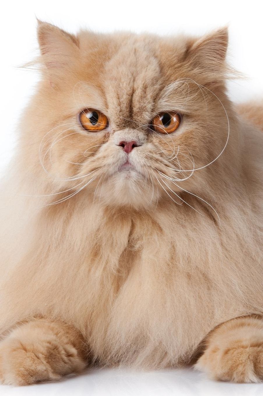 Persian: Cat Weekly Calendar July 2019 - December 2021 30 Months 131 pages 6 x 9 in. Planner Diary Organizer Agenda Appointment To-Do Soft Cover
