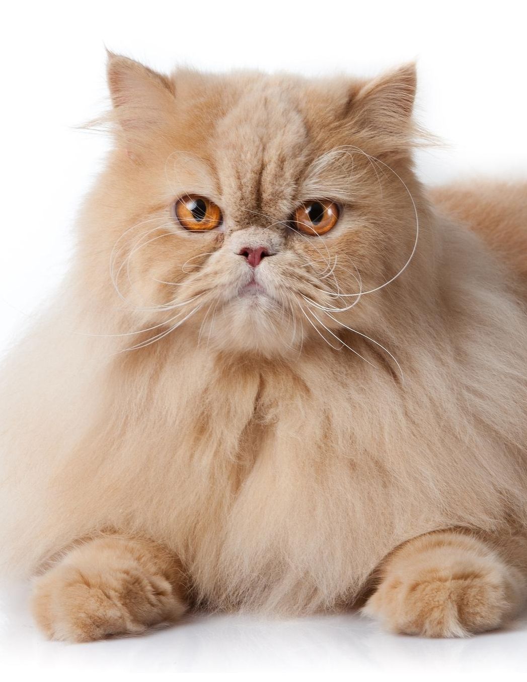 Persian: Cat Weekly Calendar July 2019 - December 2021 30 Months 131 pages 8.5 x 11 in. Planner Diary Organizer Agenda Appointment To-Do Soft Cover