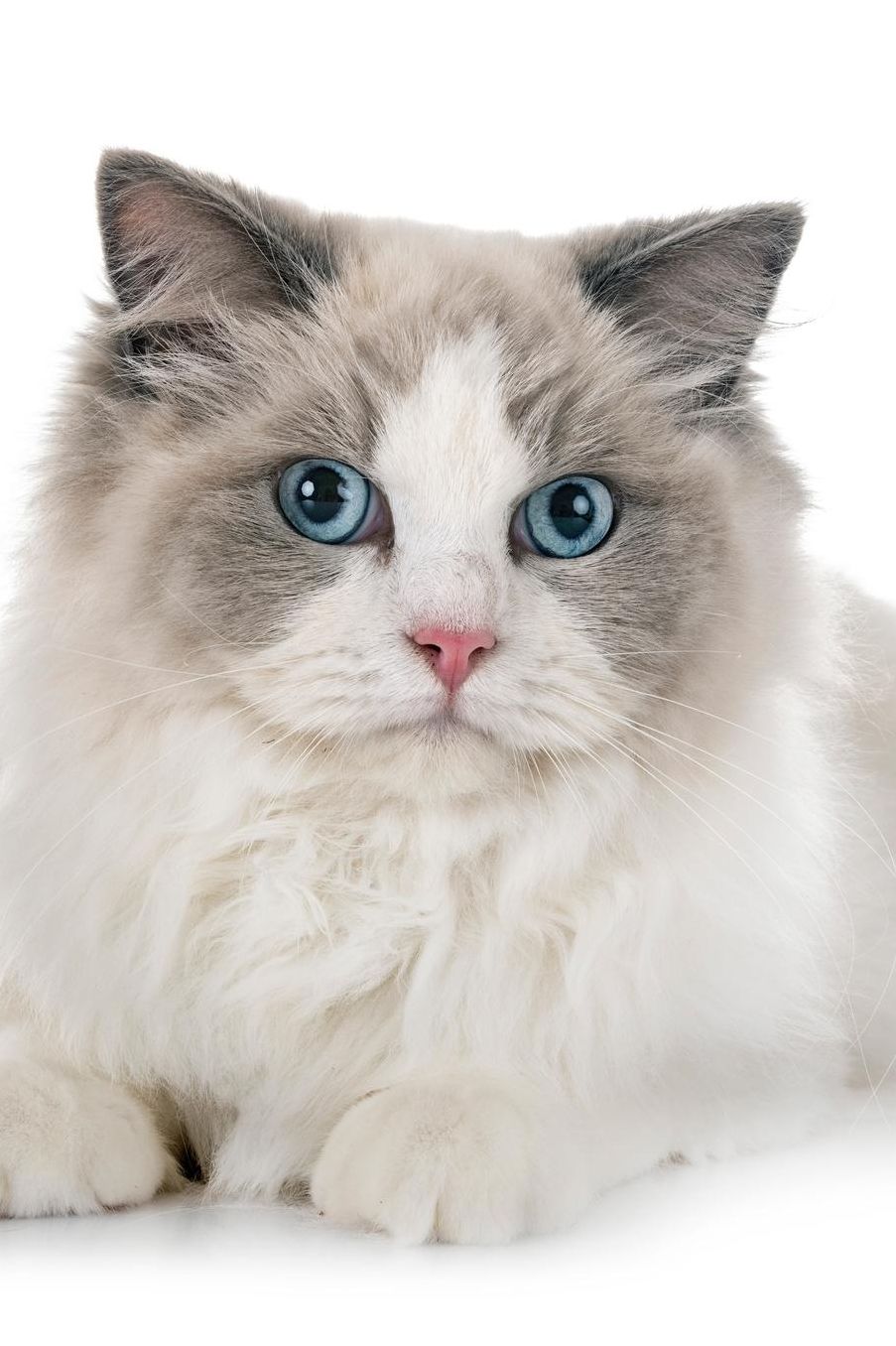 Ragdoll: Cat Composition Book 150 pages 6 x 9 in. Wide Ruled Writing Notebook Lined Paper Soft Cover Plain Journal