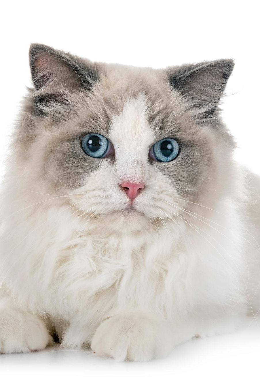 Ragdoll: Cat Weekly Calendar July 2019 - December 2021 30 Months 131 pages 6 x 9 in. Planner Diary Organizer Agenda Appointment To-Do Soft Cover