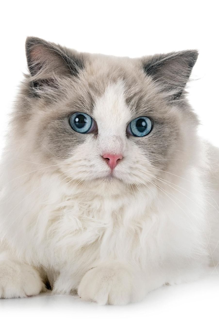 Ragdoll: Cat 2020 Weekly Calendar 12 Months 107 pages 6 x 9 in. Planner Diary Organizer Agenda Appointment Half Spread Wide Ruled Pages