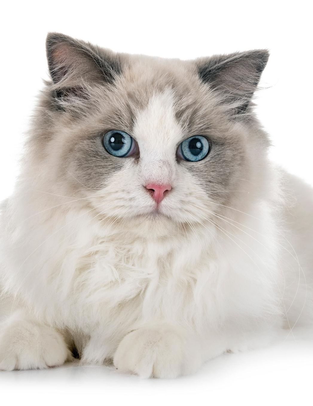 Ragdoll: Cat Weekly Calendar July 2019 - December 2021 30 Months 131 pages 8.5 x 11 in. Planner Diary Organizer Agenda Appointment To-Do Soft Cover