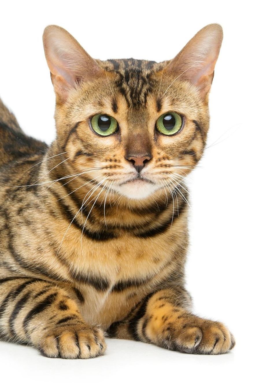Bengal: Cat Composition Book 150 pages 6 x 9 in. Wide Ruled Writing Notebook Lined Paper Soft Cover Plain Journal