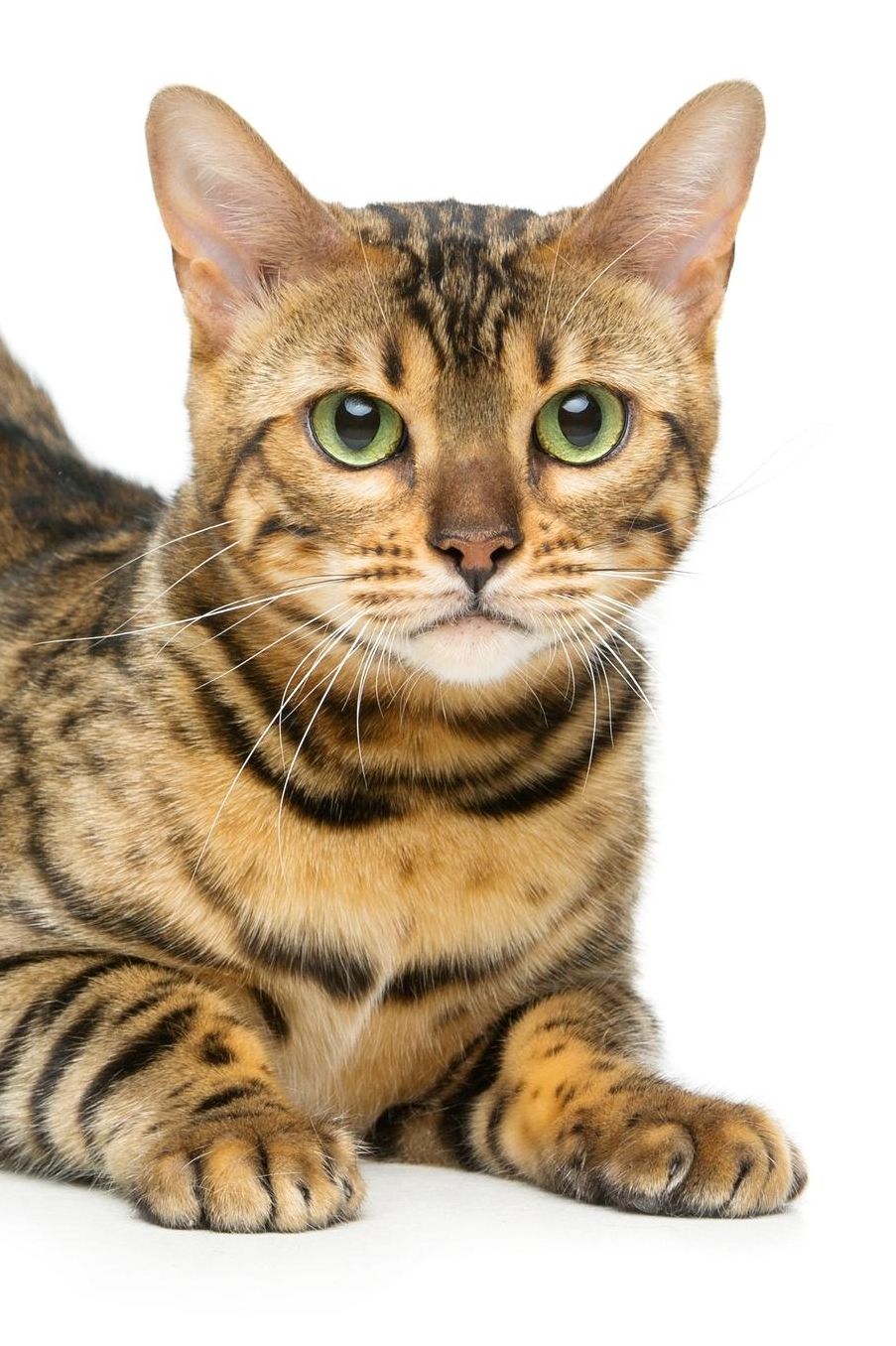 Bengal: Cat Unlined Notebook 150 Blank Pages 6 x 9 in. Sketchbook Multi-Purpose Unruled Journal Plain Diary Agenda Composition Book Drawing Book