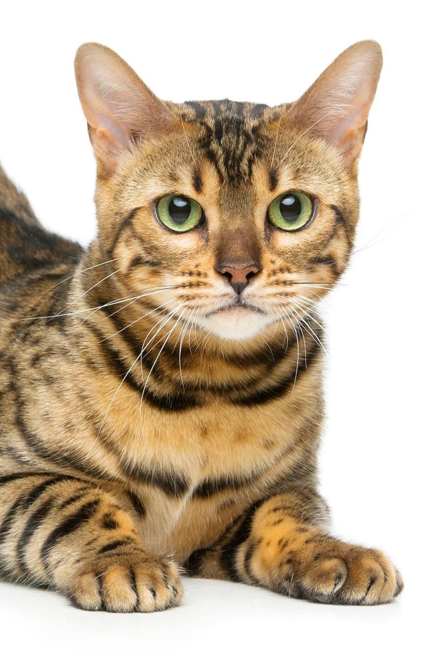 Bengal: Cat Weekly Calendar July 2019 - December 2021 30 Months 131 pages 6 x 9 in. Planner Diary Organizer Agenda Appointment To-Do Soft Cover
