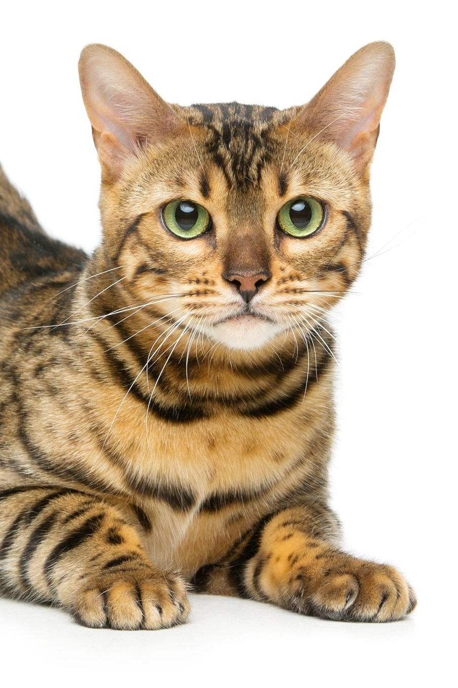 Bengal: Cat 2020 Weekly Calendar 12 Months 107 pages 6 x 9 in. Planner Diary Organizer Agenda Appointment Half Spread Blank Pages