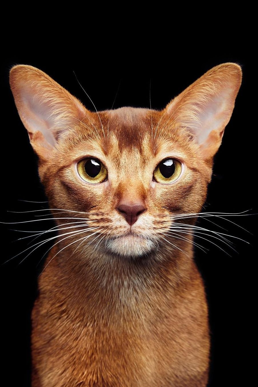 Abyssinian: Cat Blank Sheet Music 150 pages 6 x 9 in. 11 Staves Per Page Music Staff Composition Notation Songwriting Staff Manuscript