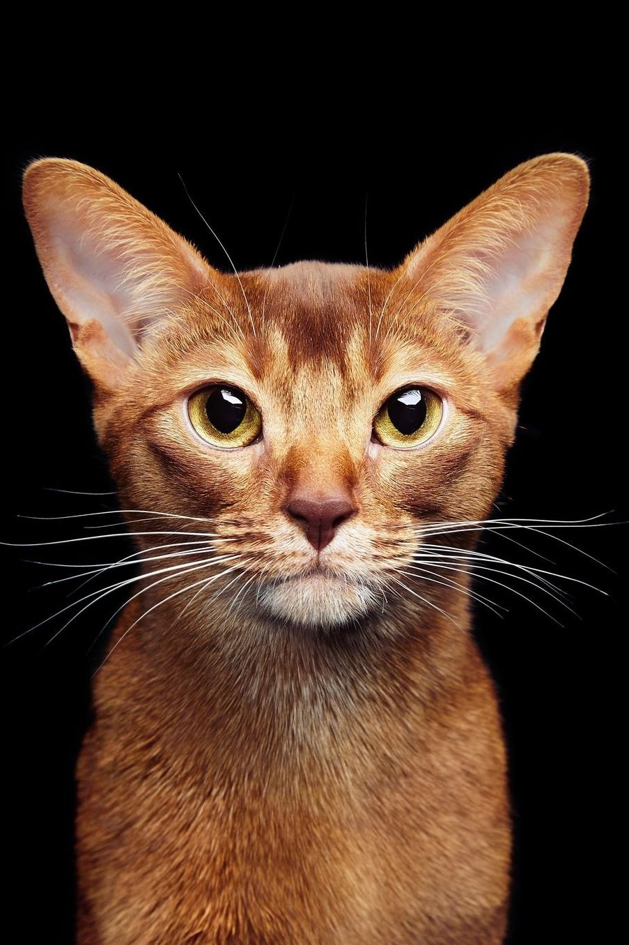 Abyssinian: Cat Unlined Notebook 150 Blank Pages 6 x 9 in. Sketchbook Multi-Purpose Unruled Journal Plain Diary Agenda Composition Book Drawing Book