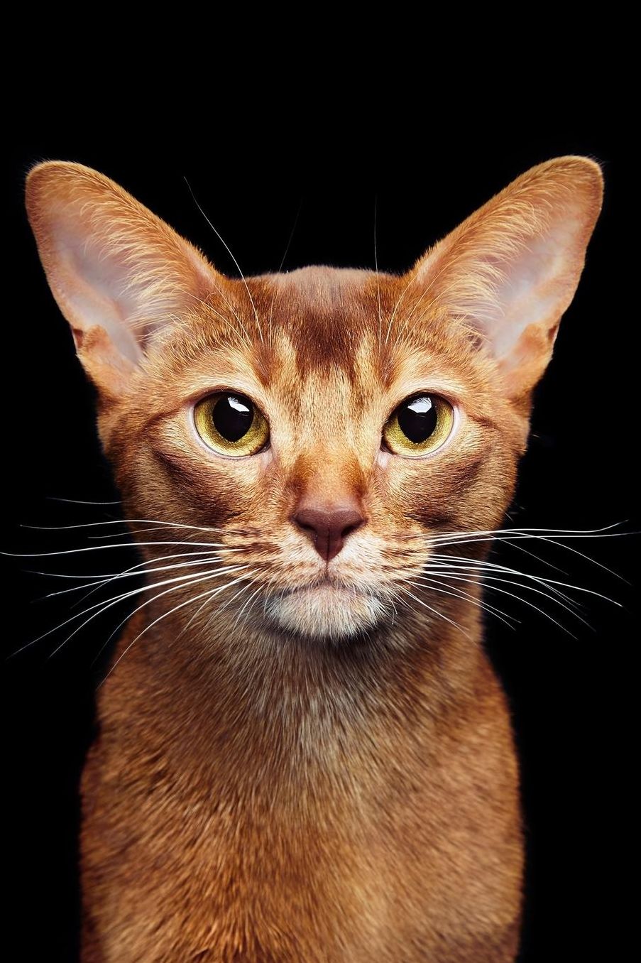 Abyssinian: Cat Weekly Calendar July 2019 - December 2021 30 Months 131 pages 6 x 9 in. Planner Diary Organizer Agenda Appointment To-Do Soft Cover