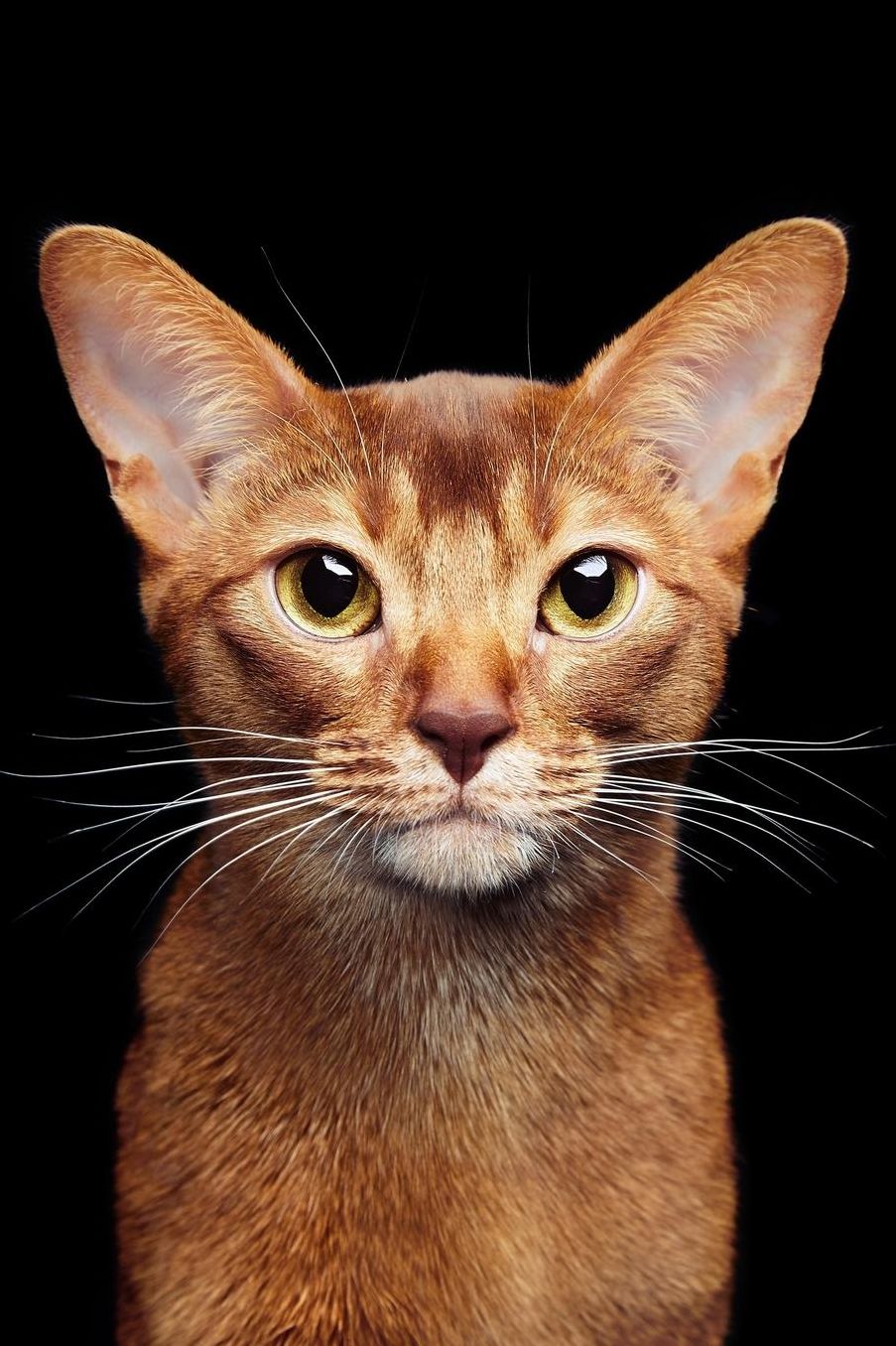 Abyssinian: Cat 2020 Weekly Calendar 12 Months 107 pages 6 x 9 in. Planner Diary Organizer Agenda Appointment Half Spread Wide Ruled Pages