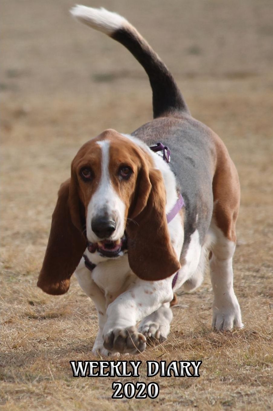 Weekly Diary 2020: Weekly Planner with added extras in the Diary - Bassett Hound Dog Cover