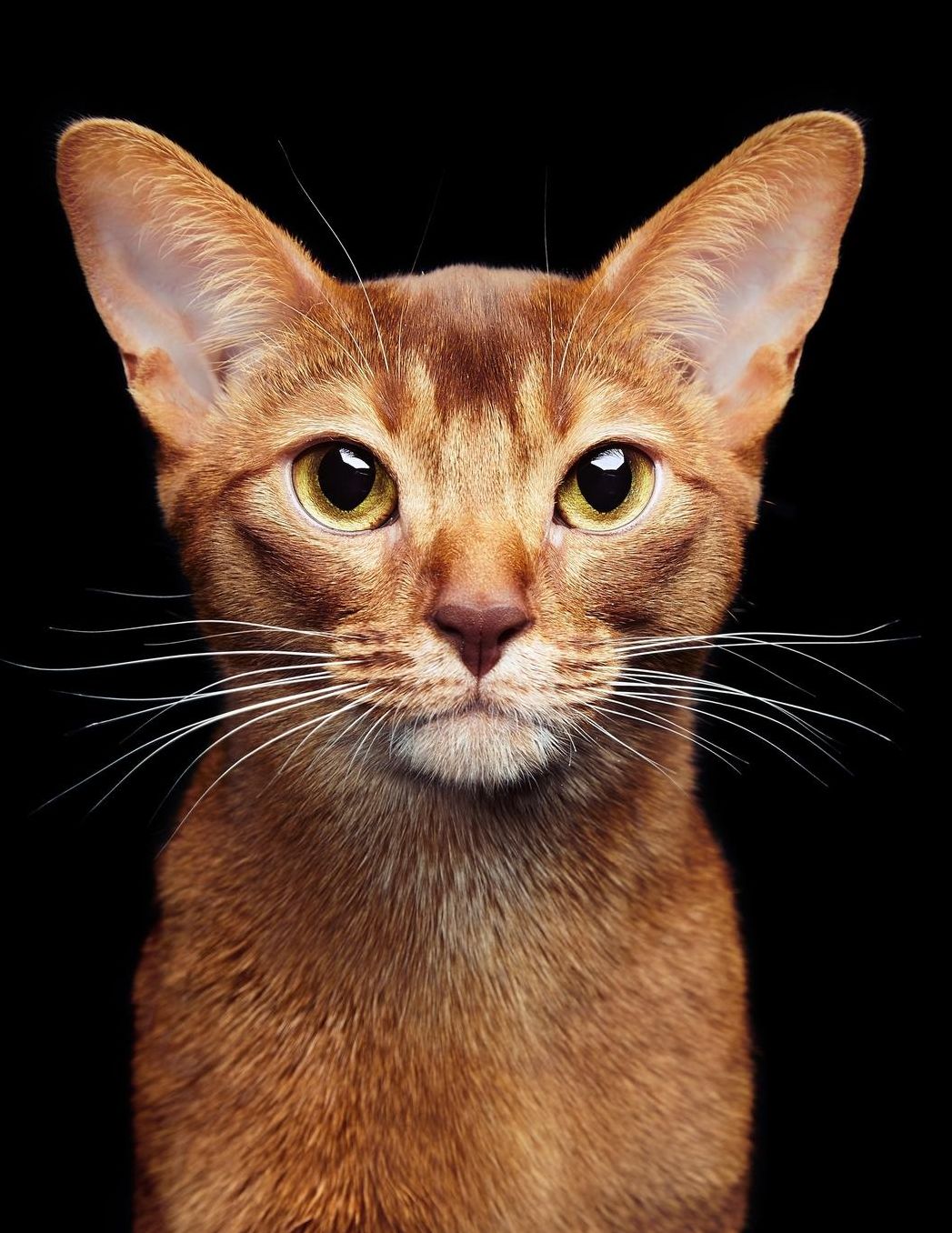 Abyssinian: Cat Composition Book 150 pages 8.5 x 11 in. College Ruled Writing Notebook Lined Paper Soft Cover Plain Journal