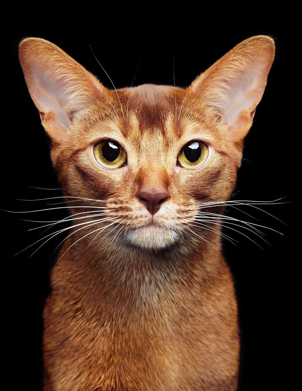 Abyssinian: Cat Weekly Calendar July 2019 - December 2021 30 Months 131 pages 8.5 x 11 in. Planner Diary Organizer Agenda Appointment To-Do Soft Cover