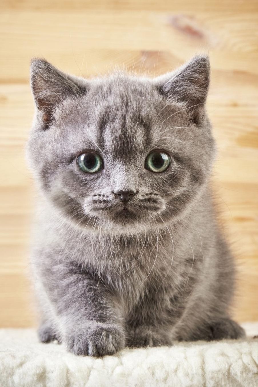 Cute Kitten: Cat Blank Sheet Music 150 pages 6 x 9 in. 11 Staves Per Page Music Staff Composition Notation Songwriting Staff Manuscript