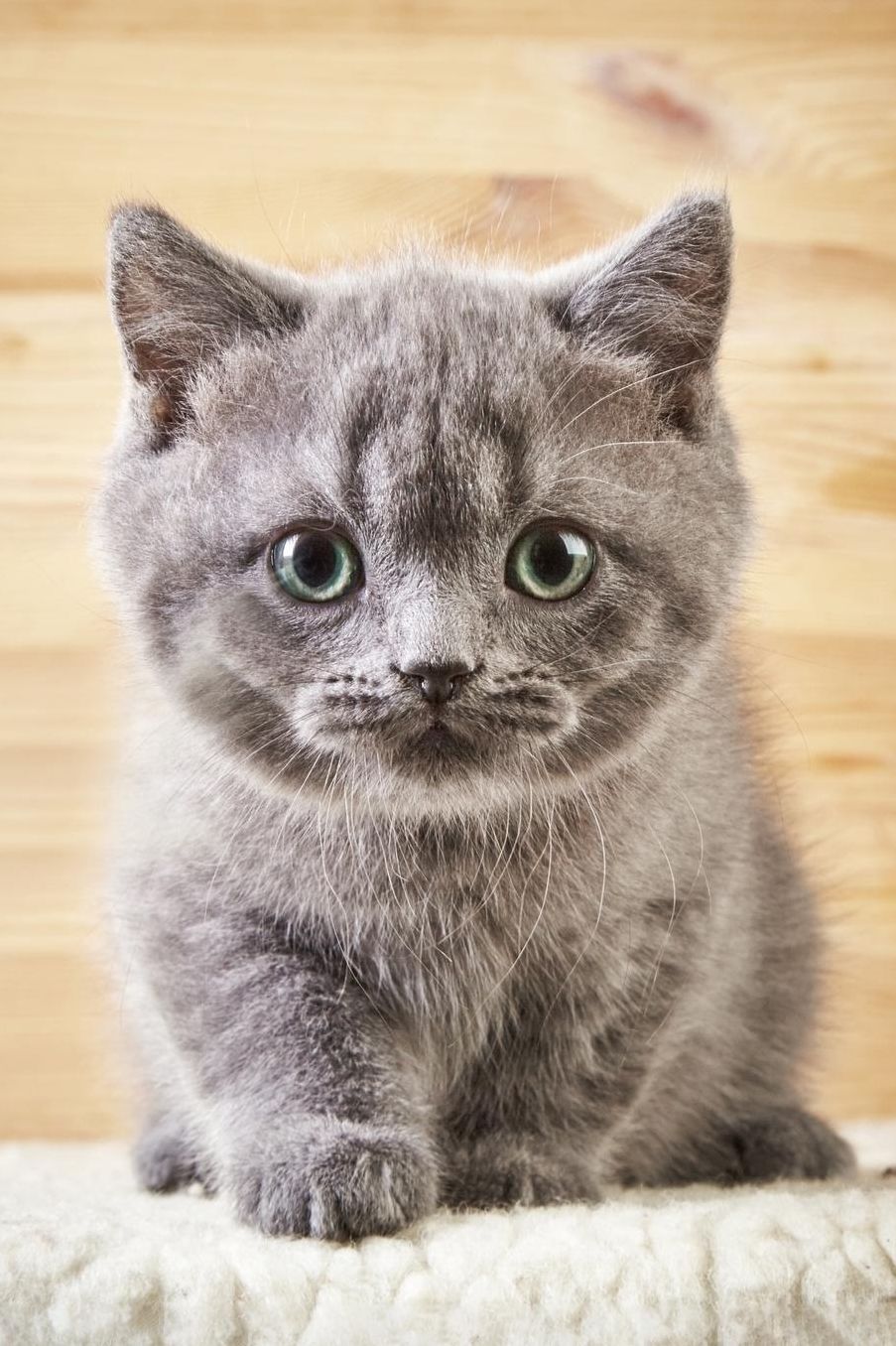 Cute Kitten: Cat Weekly Calendar July 2019 - December 2021 30 Months 131 pages 6 x 9 in. Planner Diary Organizer Agenda Appointment To-Do Soft Cover