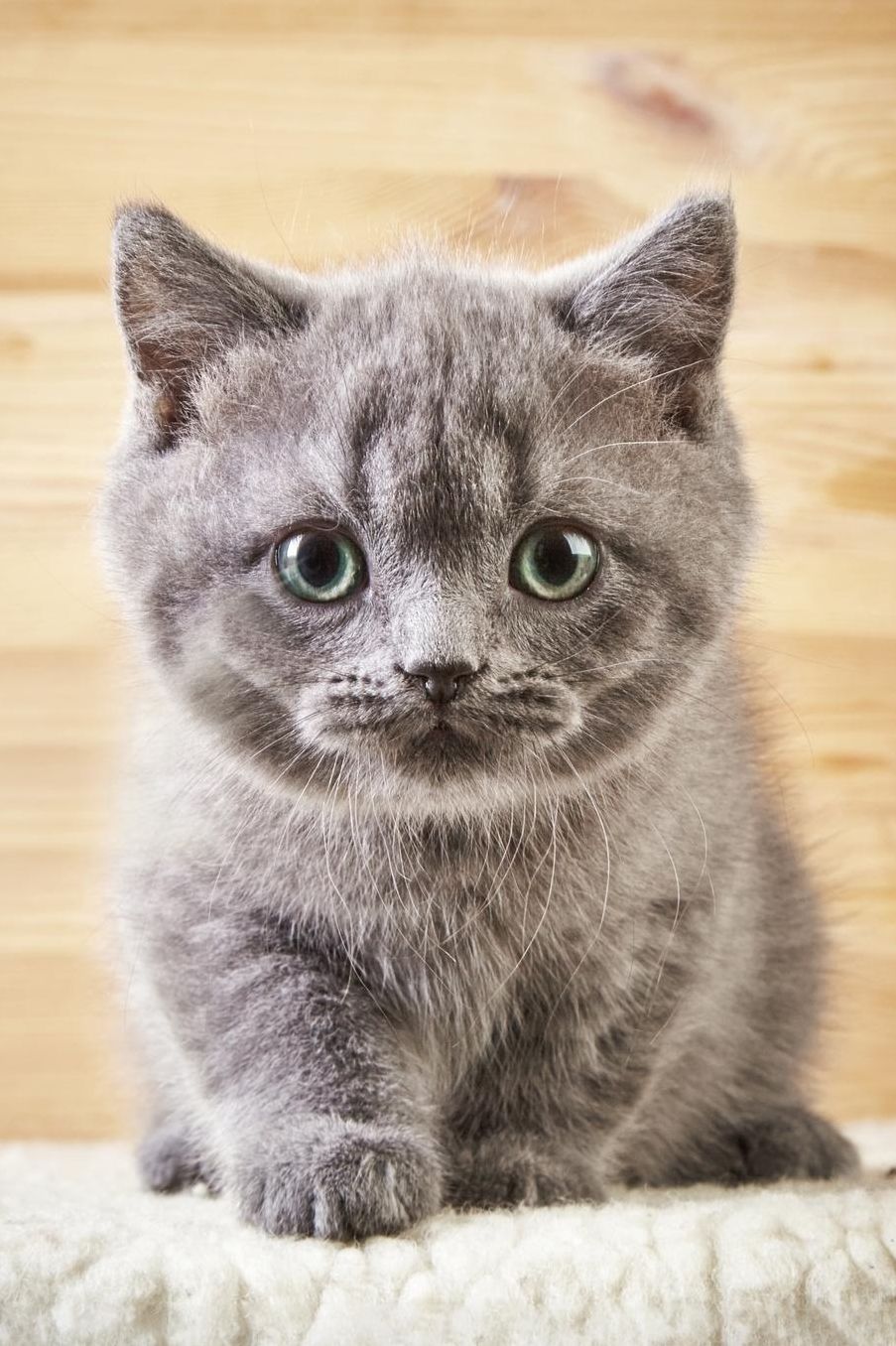 Cute Kitten: Cat 2020 Weekly Calendar 12 Months 107 pages 6 x 9 in. Planner Diary Organizer Agenda Appointment Half Spread Blank Pages