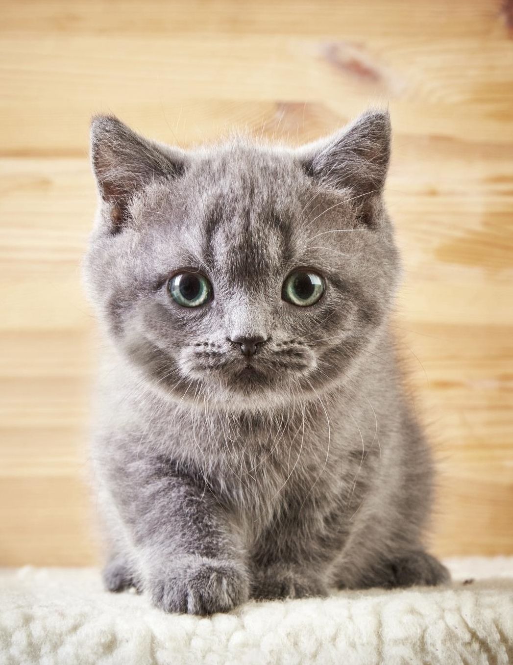 Cute Kitten: Cat Blank Sheet Music 150 pages 8.5 x 11 in. 12 Staves Per Page Music Staff Composition Notation Songwriting Staff Manuscript