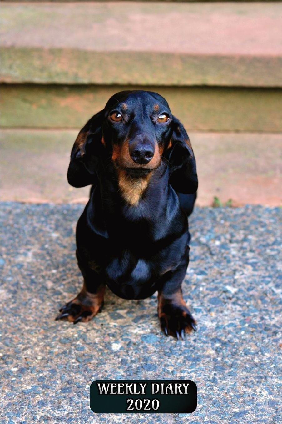 Weekly Diary 2020: Weekly Planner with added extras in the Diary - Dachshund Dog Cover