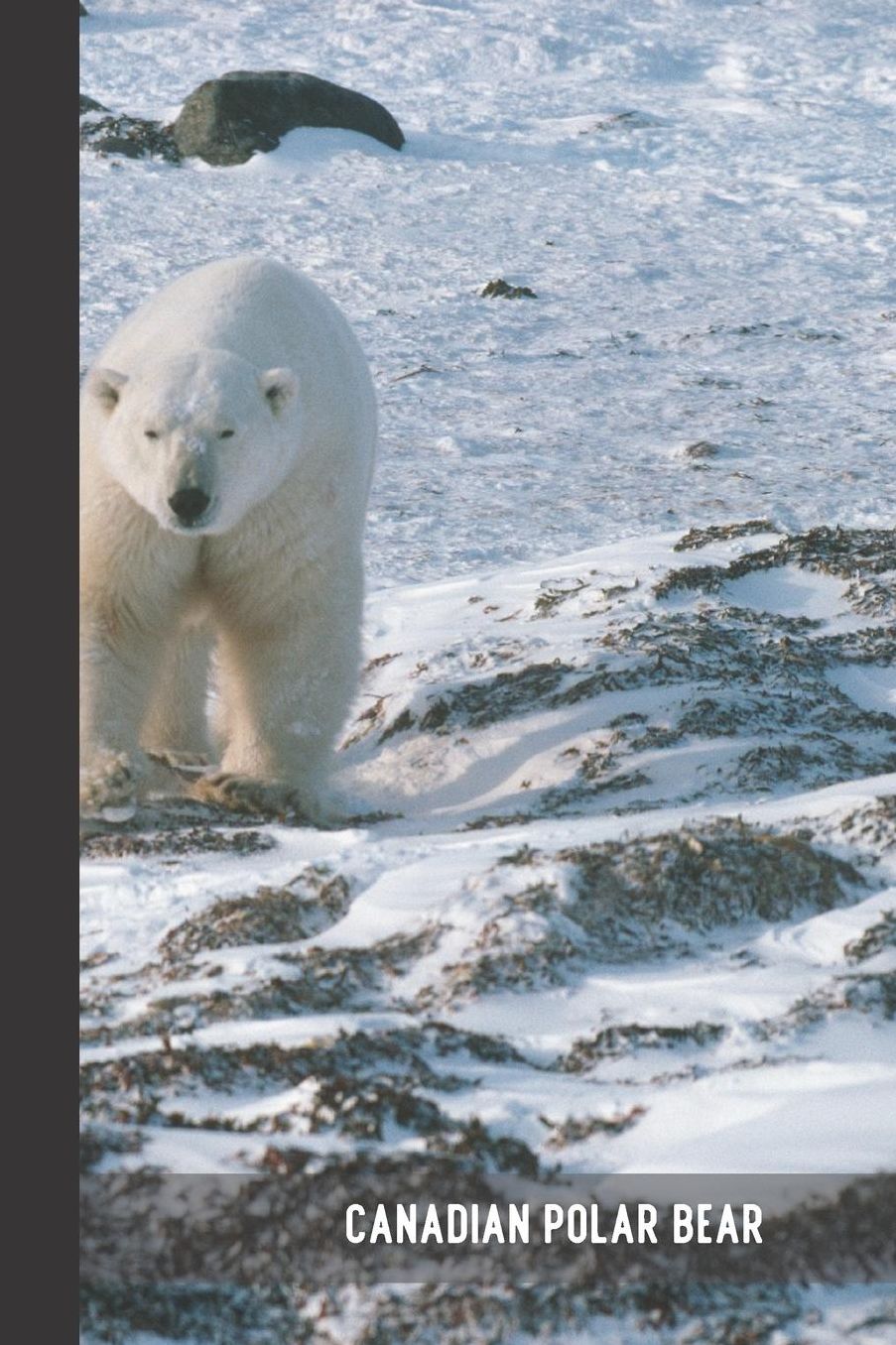 Canadian Polar Bear: small lined Polar Bear Notebook / Travel Journal to write in (6'' x 9'') 120 pages