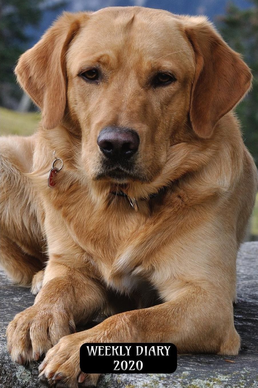Weekly Diary 2020: Weekly Planner with added extras in the Diary - Golden Labrador Retriever Dog Cover