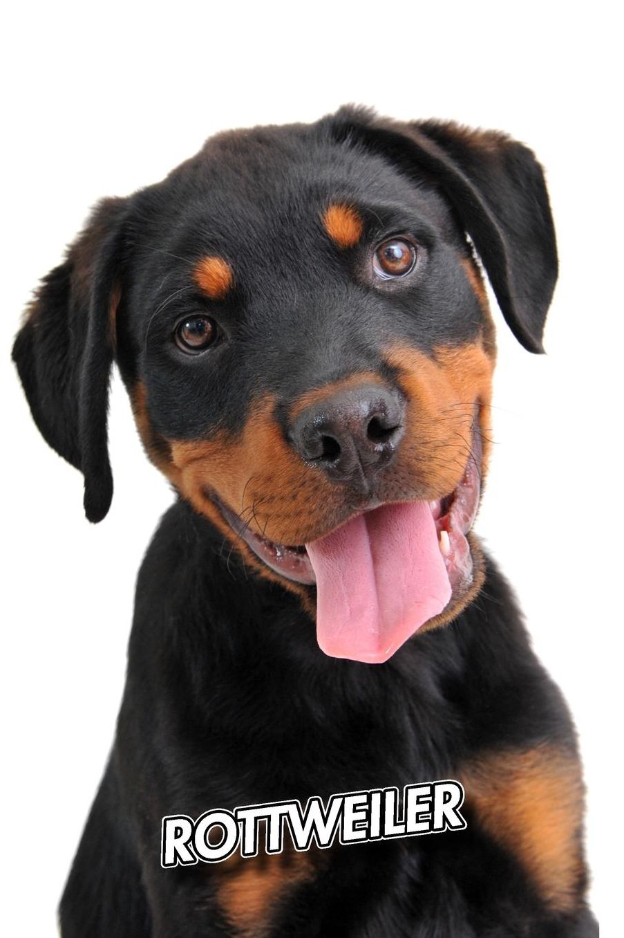 Rottweiler: Puppy Composition Book 150 pages 6 x 9 in. Wide Ruled Writing Notebook Lined Paper Soft Cover Plain Journal