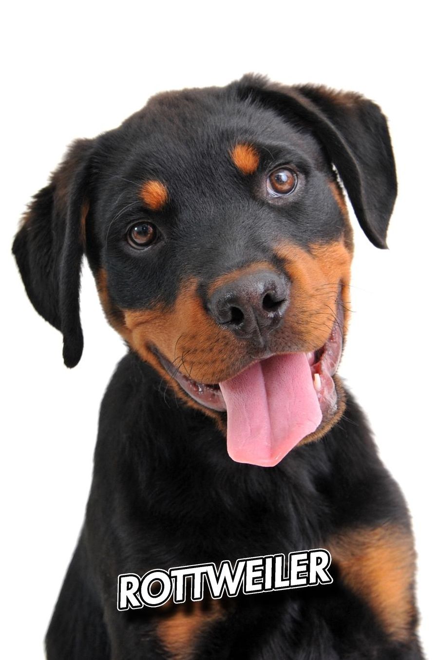 Rottweiler: Puppy 2020 Weekly Calendar 12 Months 107 pages 6 x 9 in. Planner Diary Organizer Agenda Appointment Half Spread Wide Ruled Pages