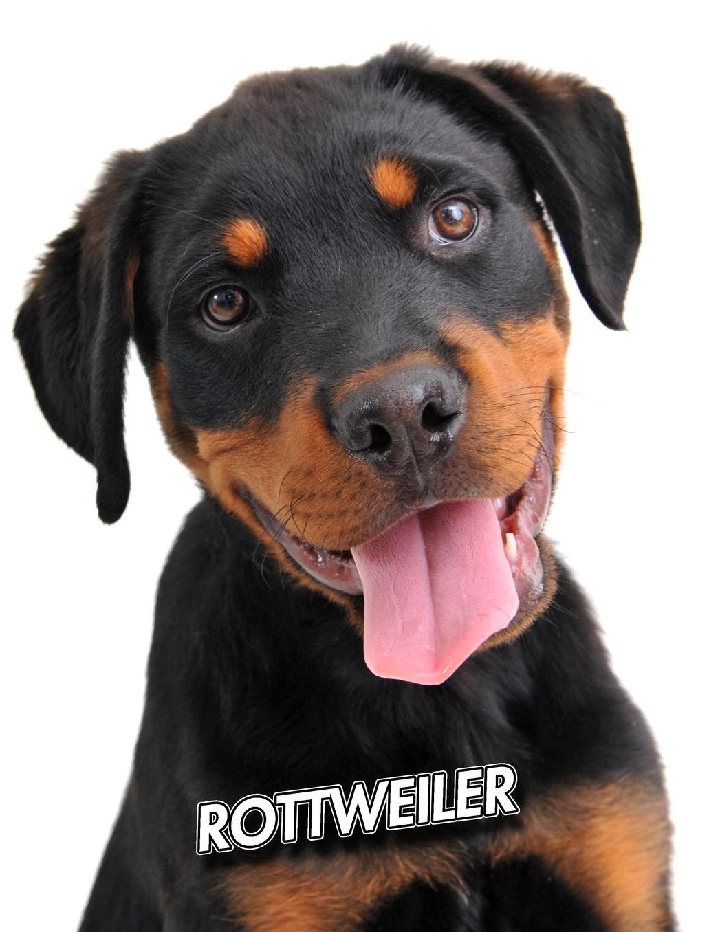 Rottweiler: Puppy Unlined Notebook 150 Blank Pages 8.5 x 11 in. Sketchbook Multi-Purpose Unruled Journal Plain Diary Agenda Composition Book Drawing Book